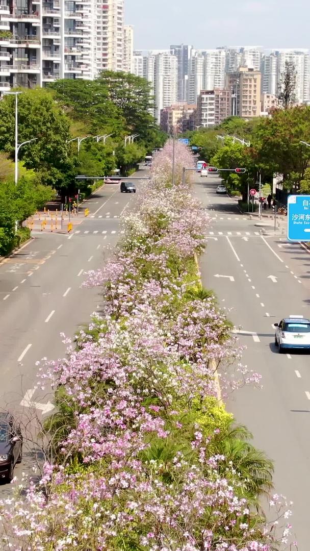 深圳城市大道航拍春花盛开视频的预览图