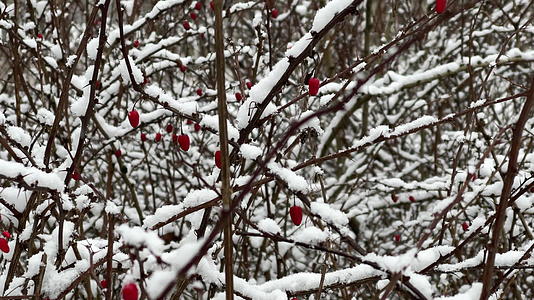 雪下的红莓冰冻的树枝花中的小树枝红色浆果视频的预览图
