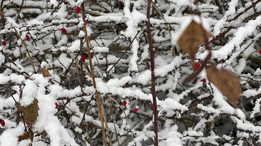 雪下的蔓越莓冻在树枝和花朵中的小树枝红色的浆果视频的预览图