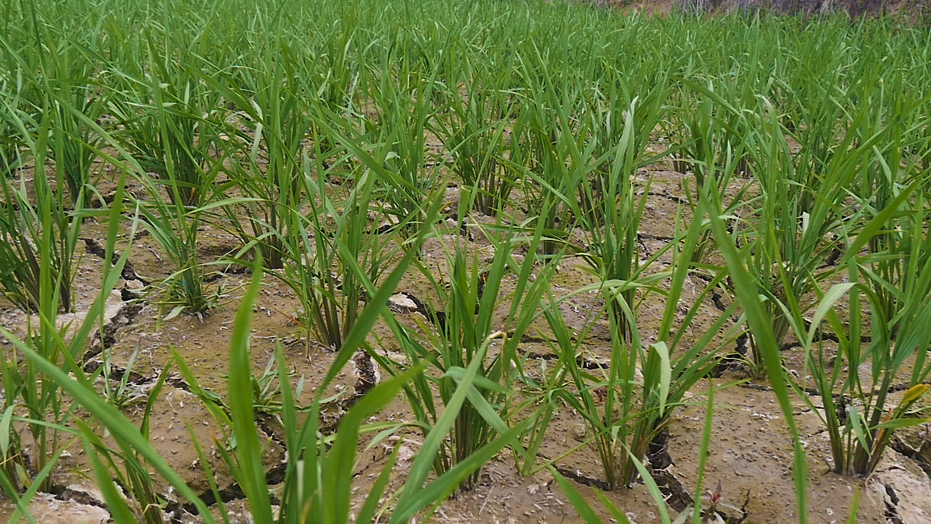 干旱的稻田视频的预览图