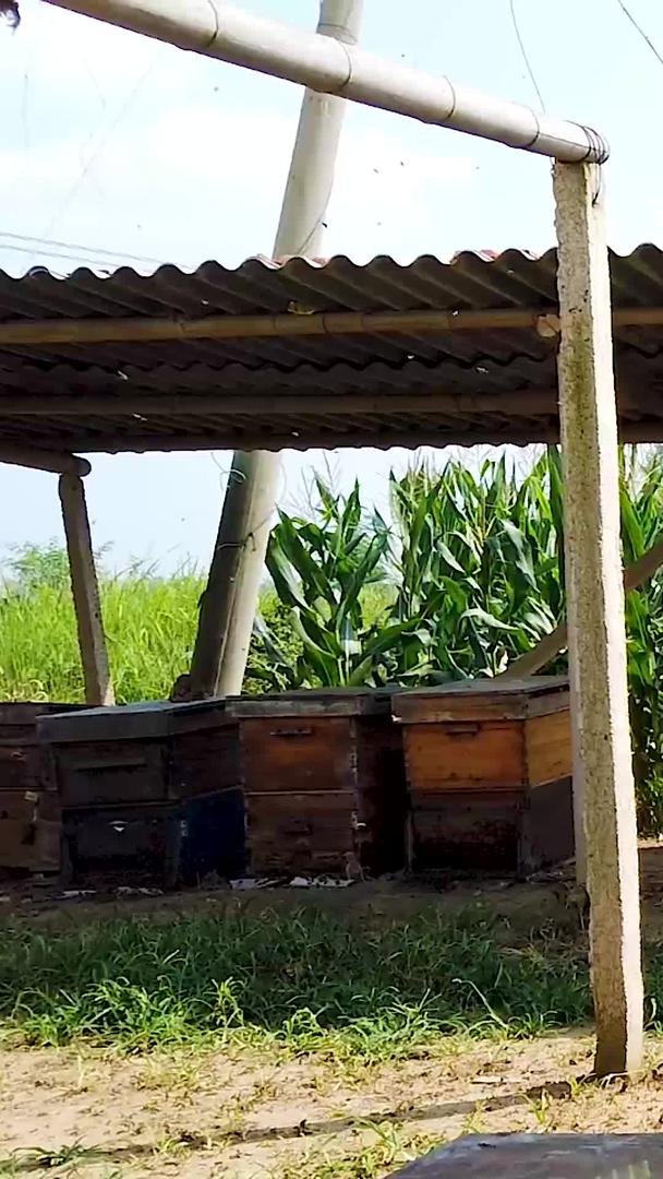 蜜蜂养殖视频的预览图