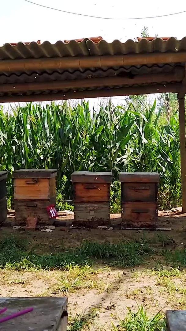 蜜蜂养殖视频的预览图