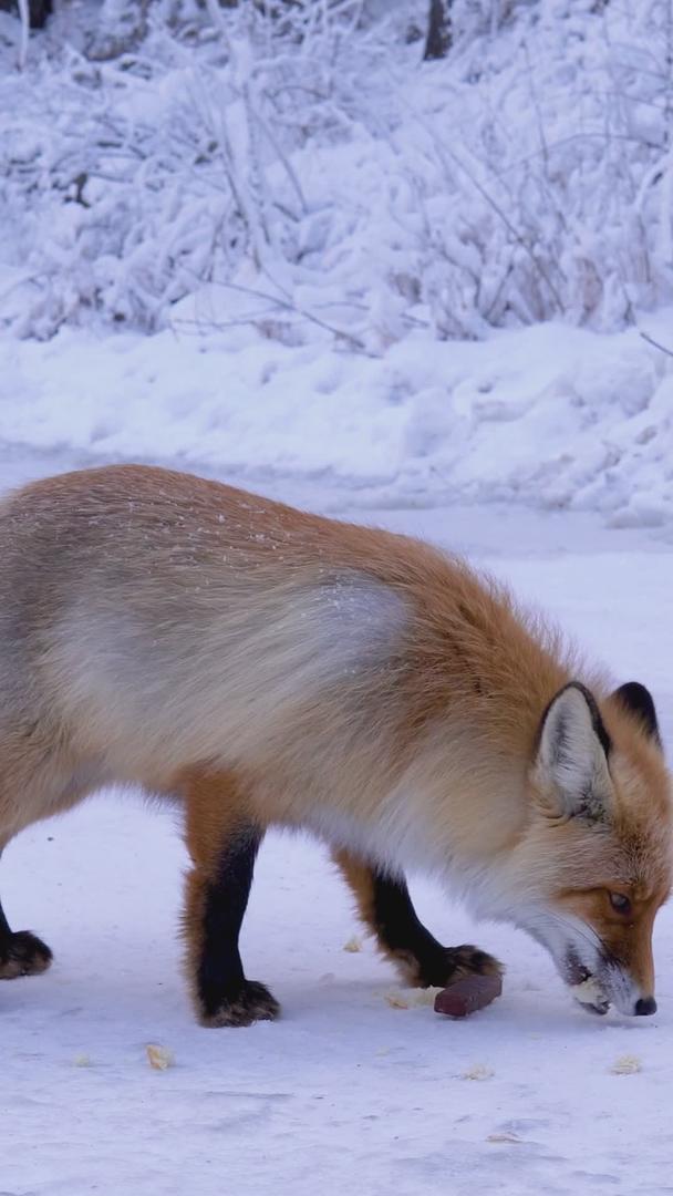 新疆喀纳斯在线名人狐狸视频的预览图