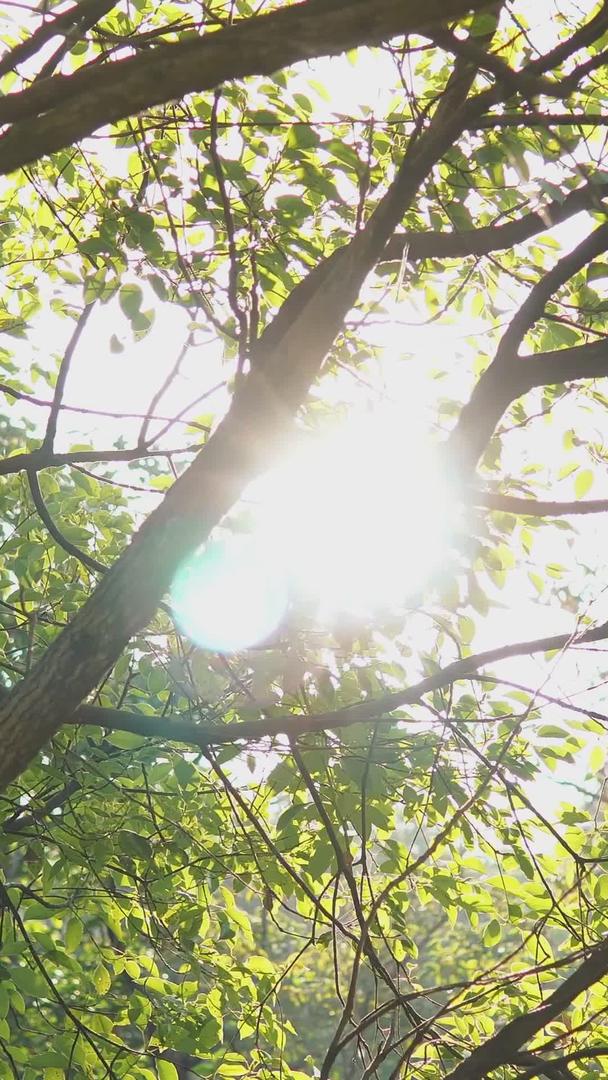 美丽的小清新逆光树影视频的预览图