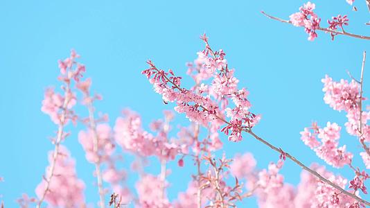 春季4K实拍浪漫唯美樱花空镜视频的预览图