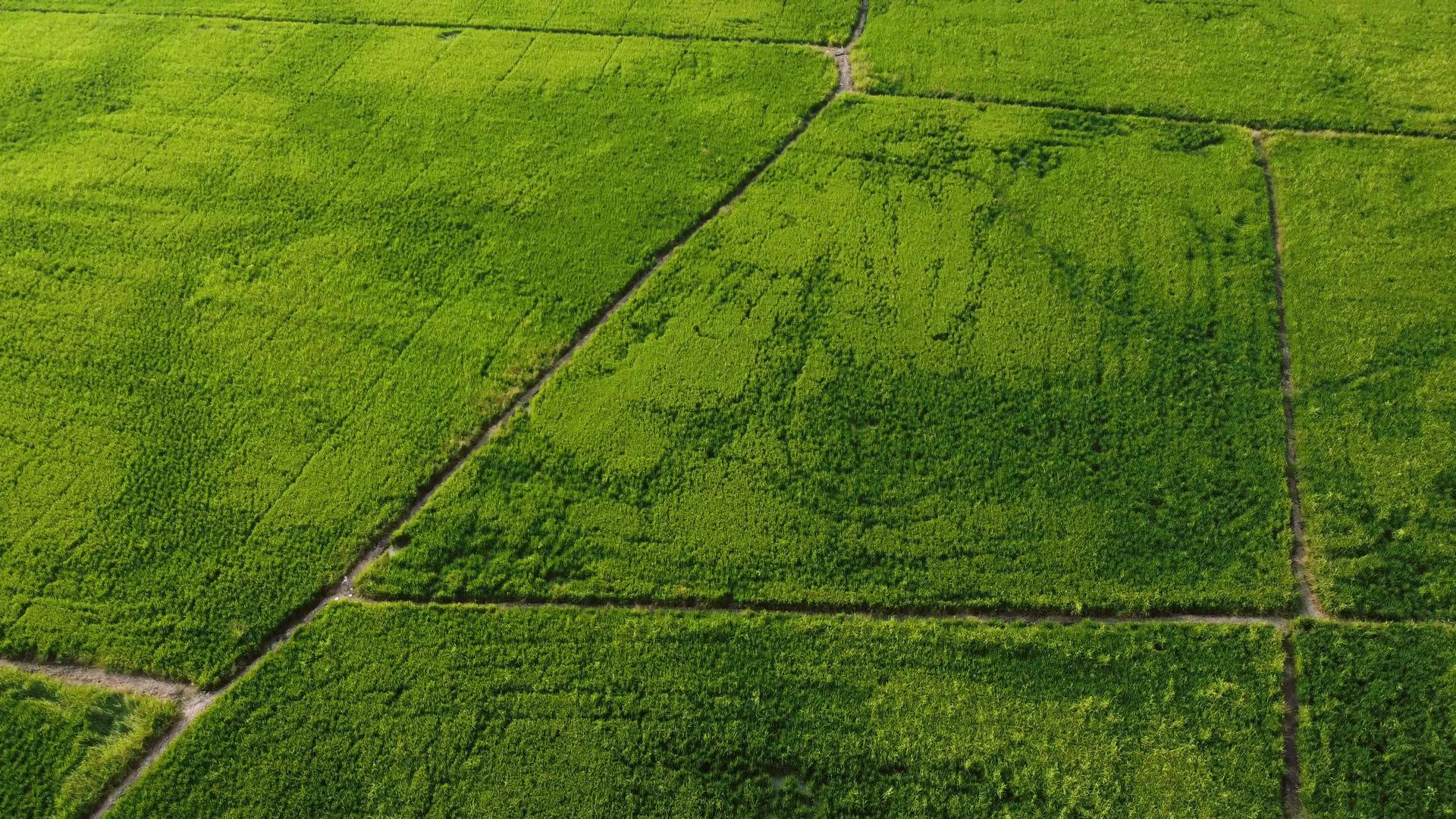 绿色稻田在空中视频的预览图