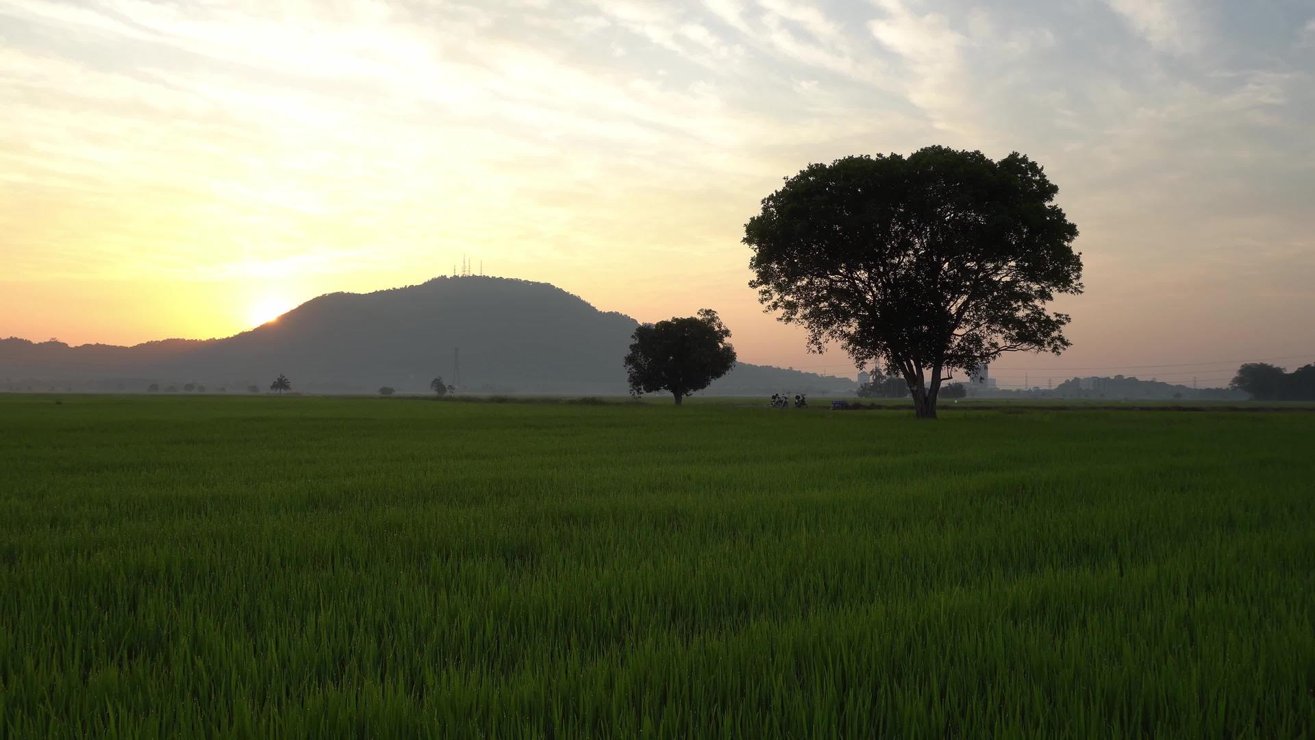 清晨在绿色稻田日出视频的预览图