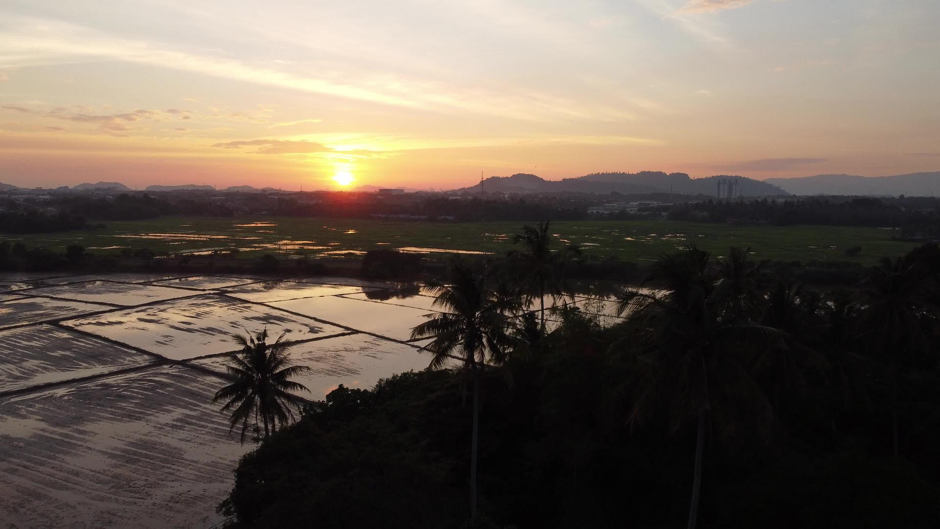 稻田附近的棕榈树在水季视频的预览图