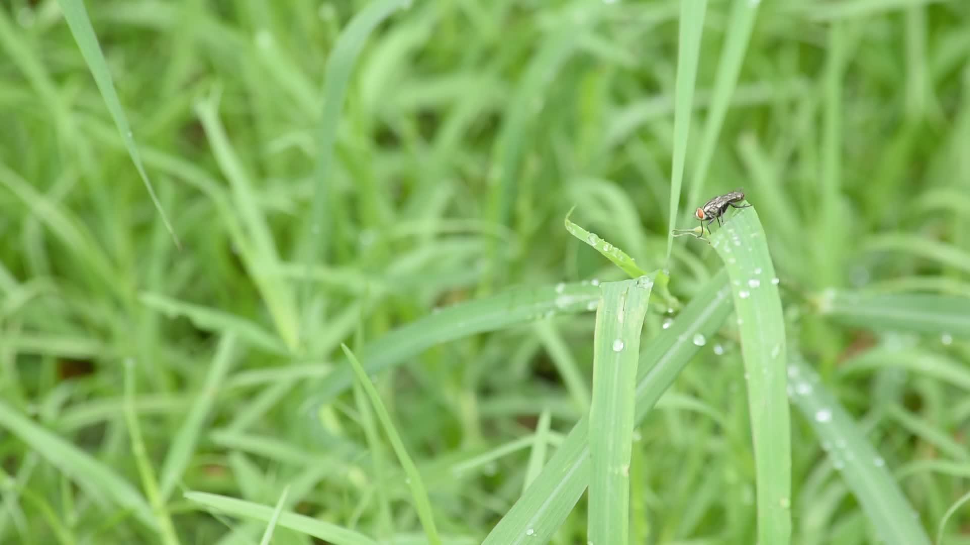 草地上的苍蝇和雨滴视频的预览图