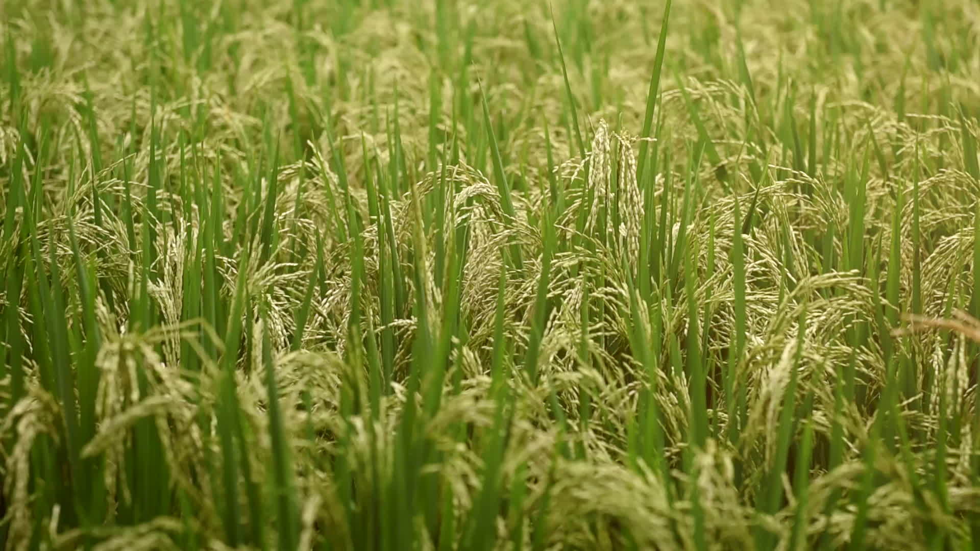 绿稻田风浪视频的预览图