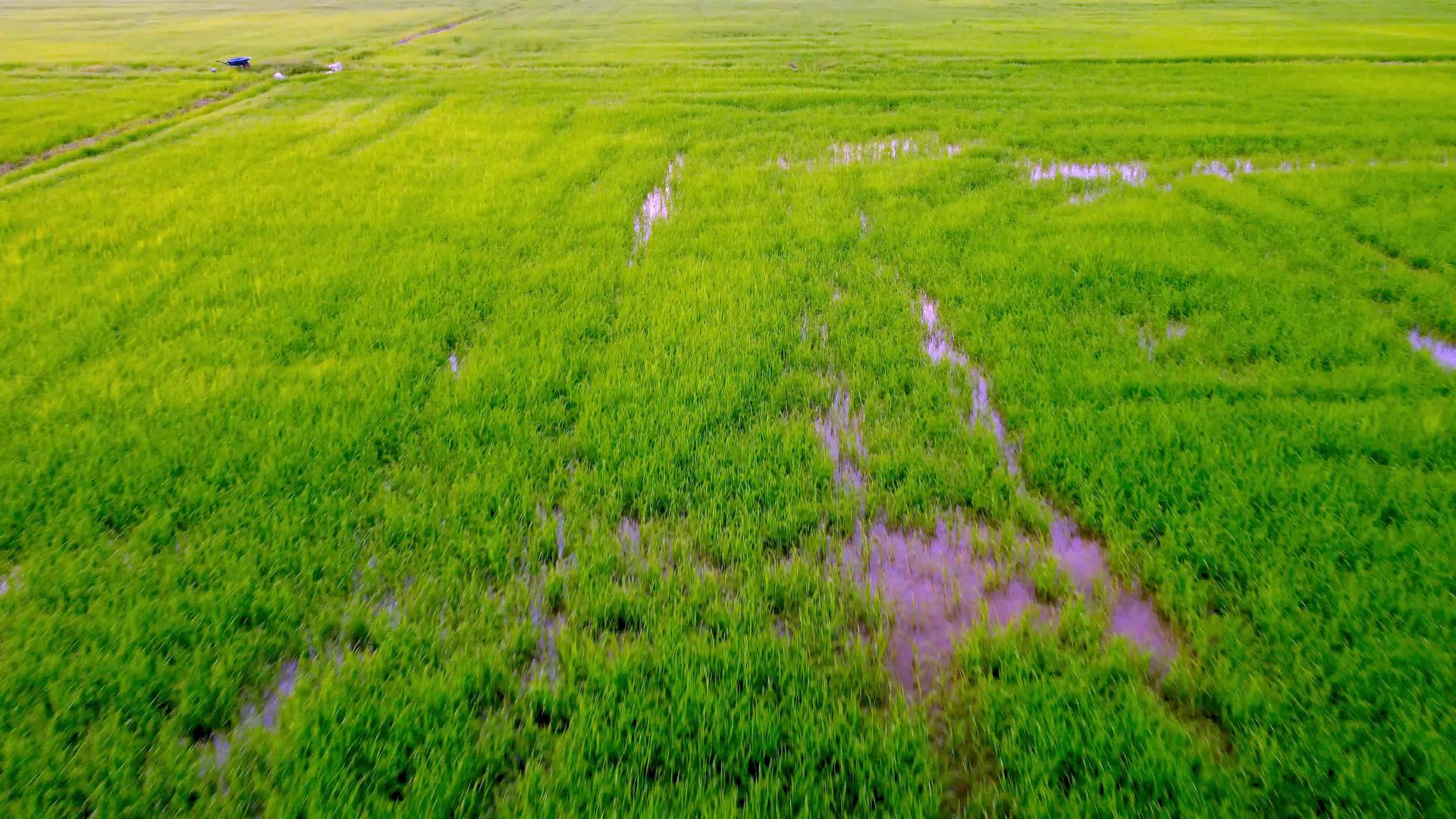 清晨飞过绿色稻田视频的预览图