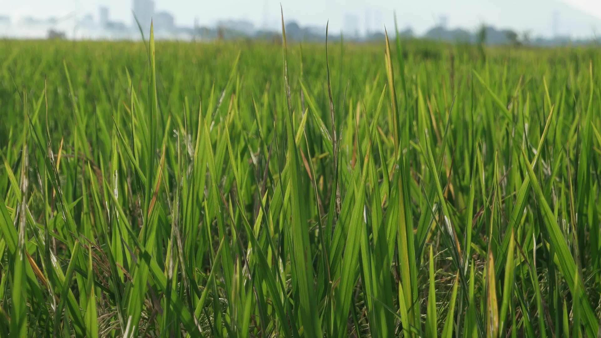 关闭绿稻田视频的预览图