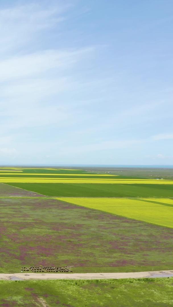 青海湖旁的油菜田航拍合集视频的预览图