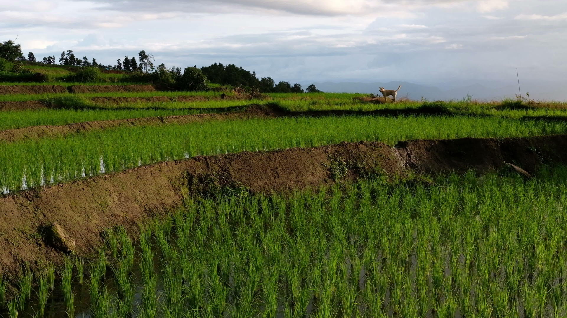 泰国山区农村稻田视频的预览图