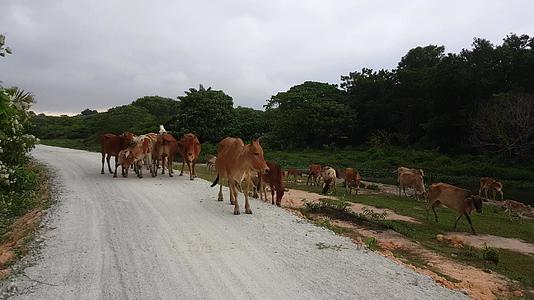 牛走在路上视频的预览图
