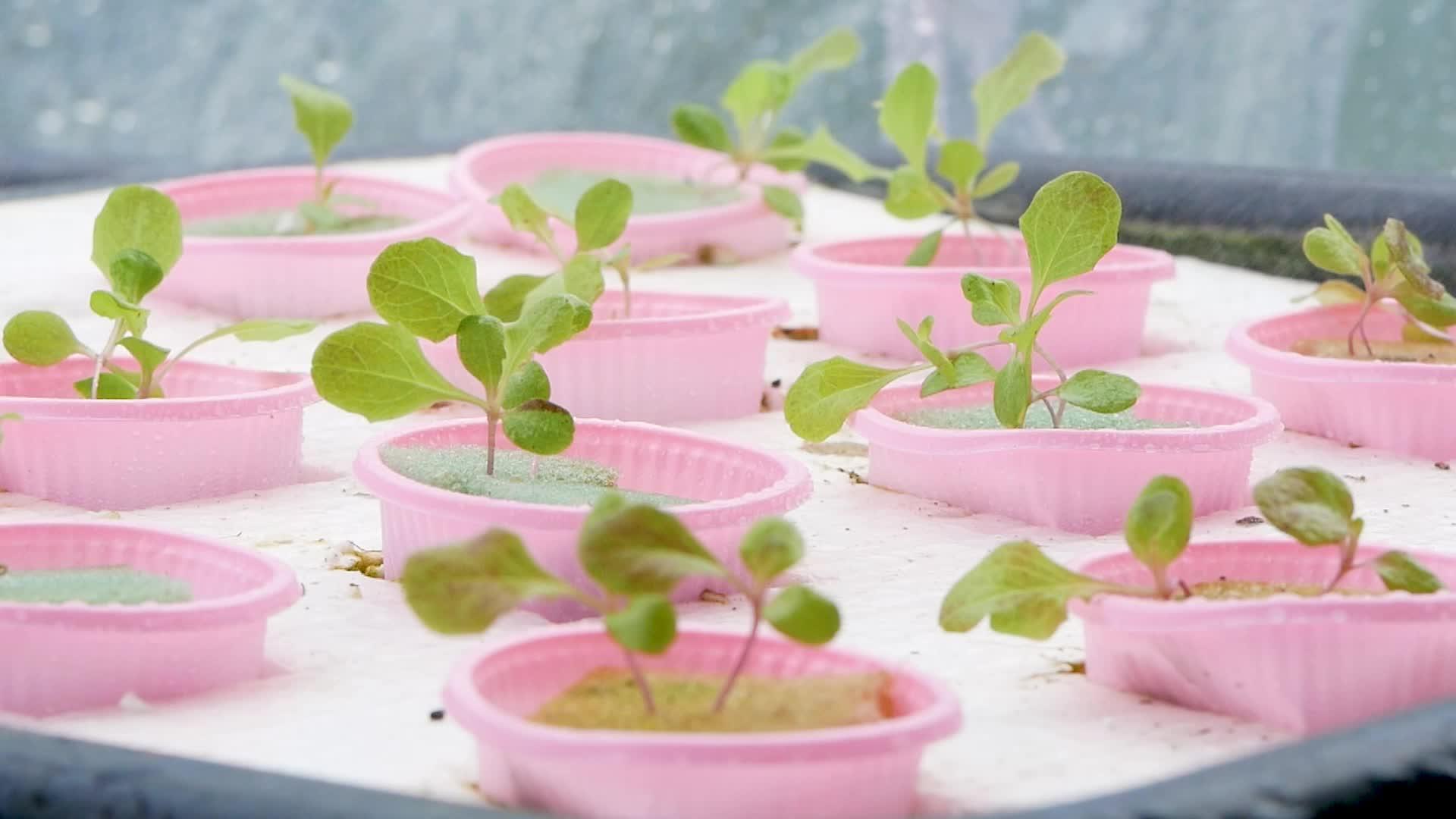 在温室育苗盘上喷洒沙拉树苗视频的预览图