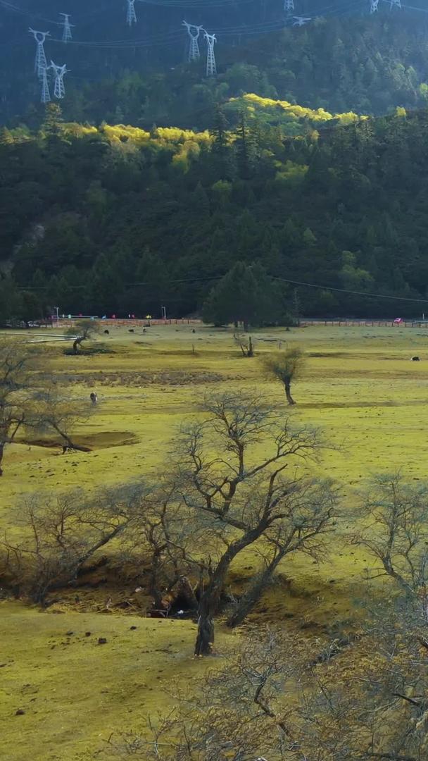航拍美丽的高原牧场牦牛牲畜视频的预览图
