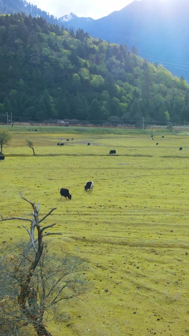 航拍美丽的高原牧场牦牛牲畜视频的预览图