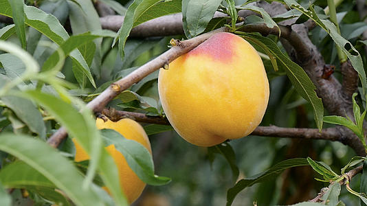 黄桃果园桃子生长到采摘视频的预览图