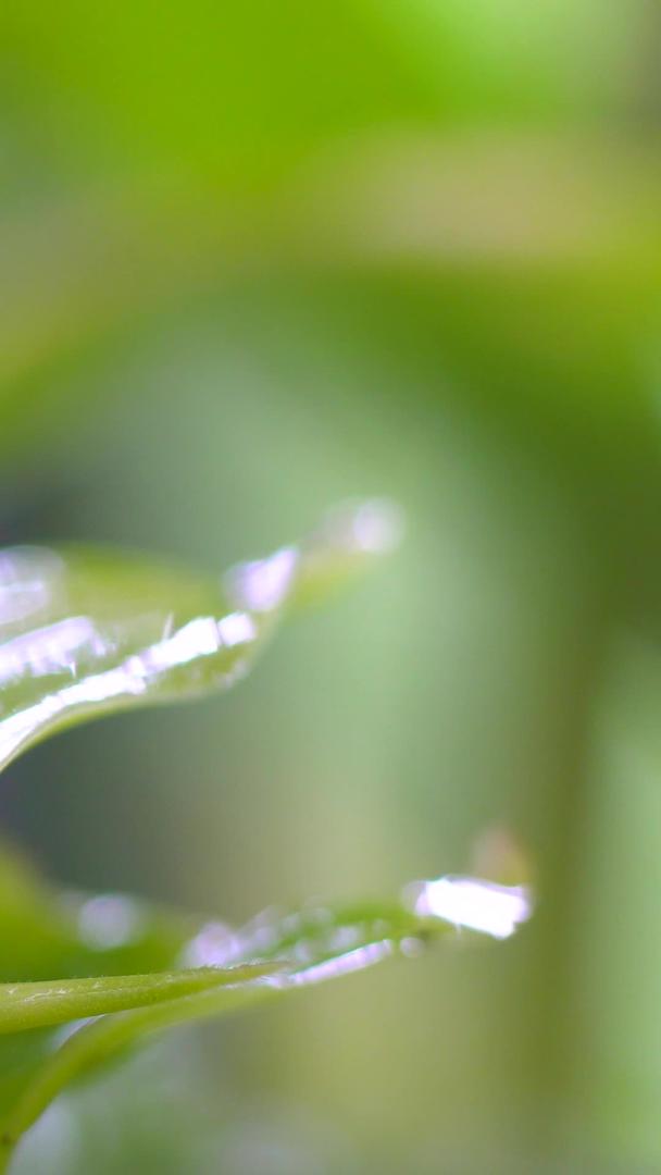 蜗牛在微距雨后植物上视频的预览图