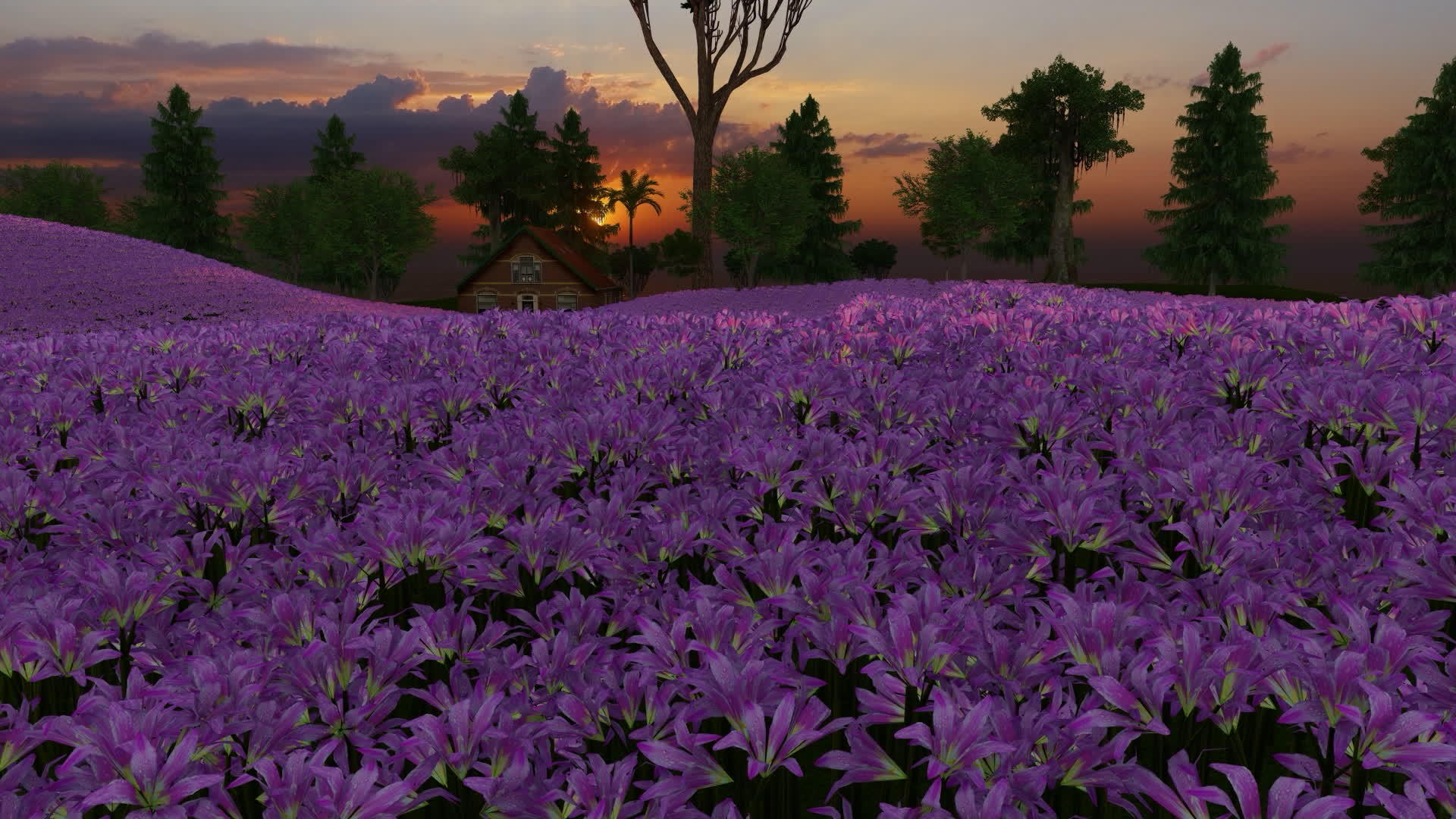田里有紫百合花日落时间在房子和树前视频的预览图