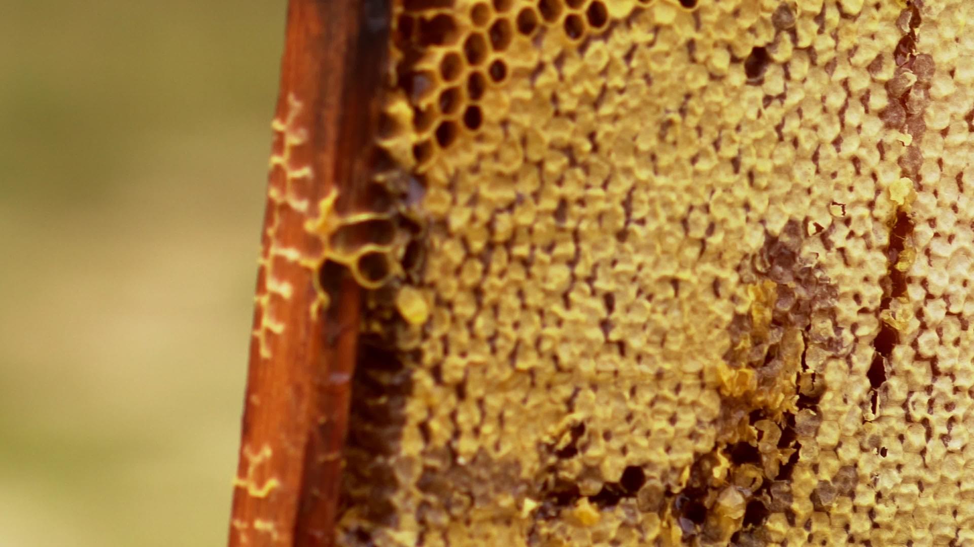 木质托盘或架子上的新鲜蜂梳视频的预览图