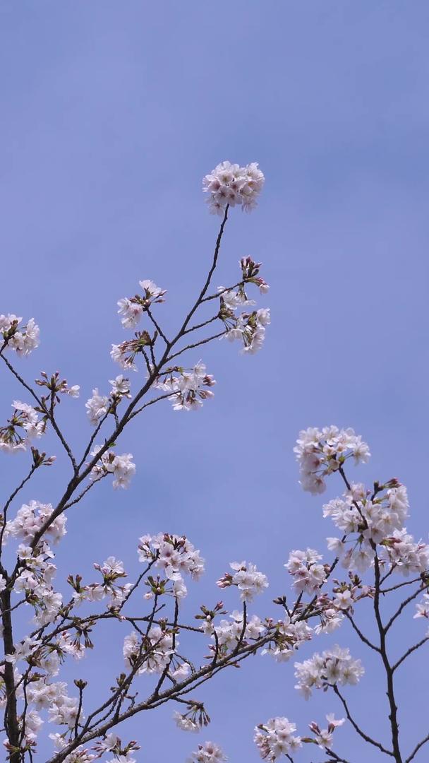 春暖花开的樱花素材在蓝天下盛开视频的预览图