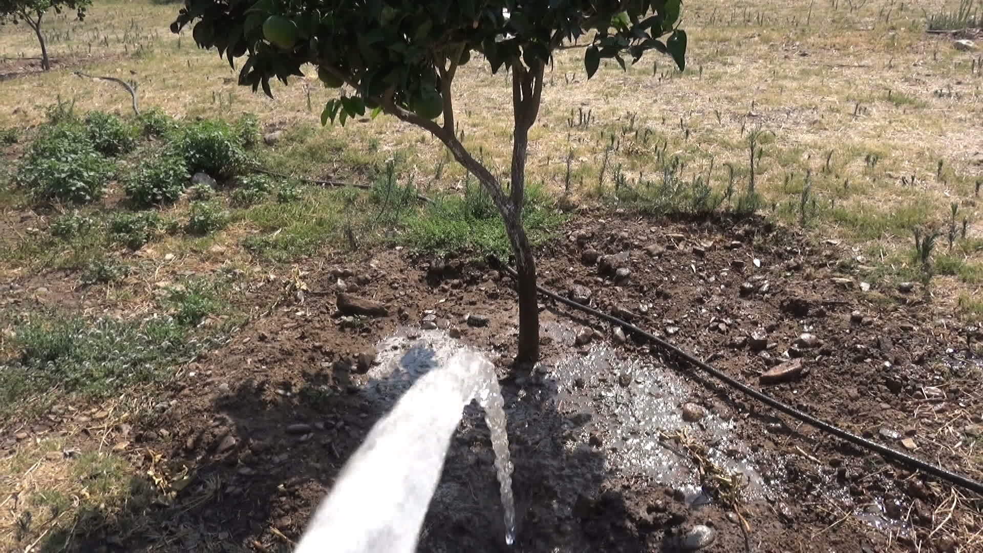 浇灌树木视频的预览图