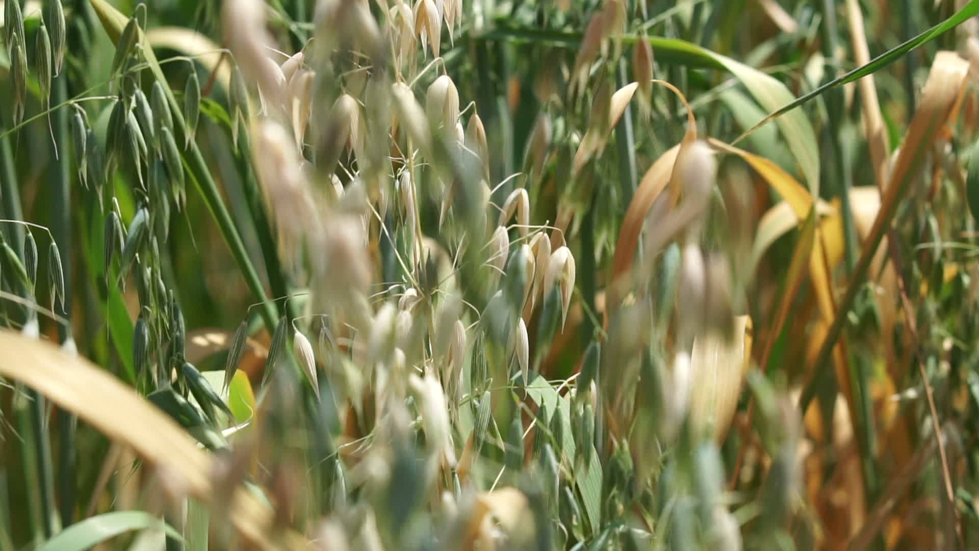 绿色和金色的种植场视频的预览图