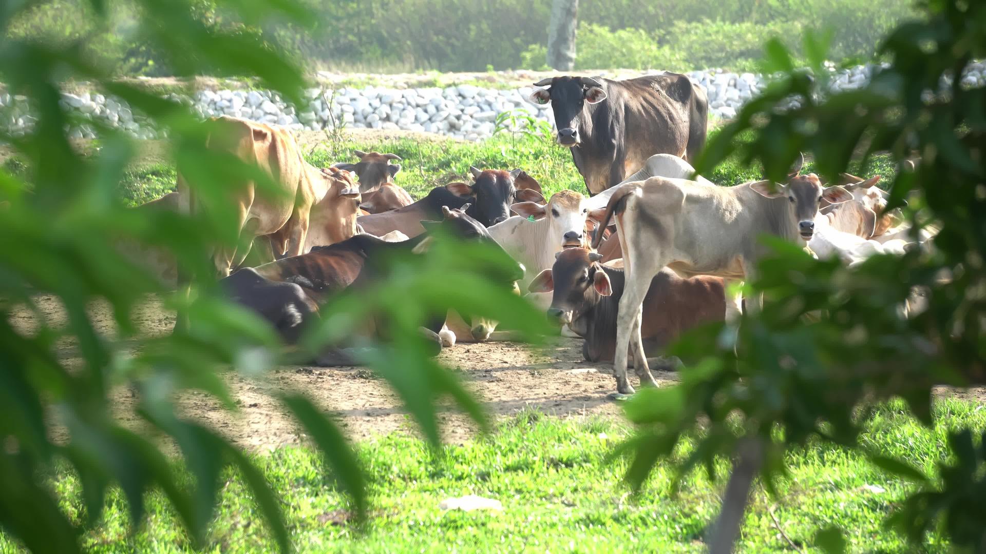 一群奶牛在农场休息视频的预览图