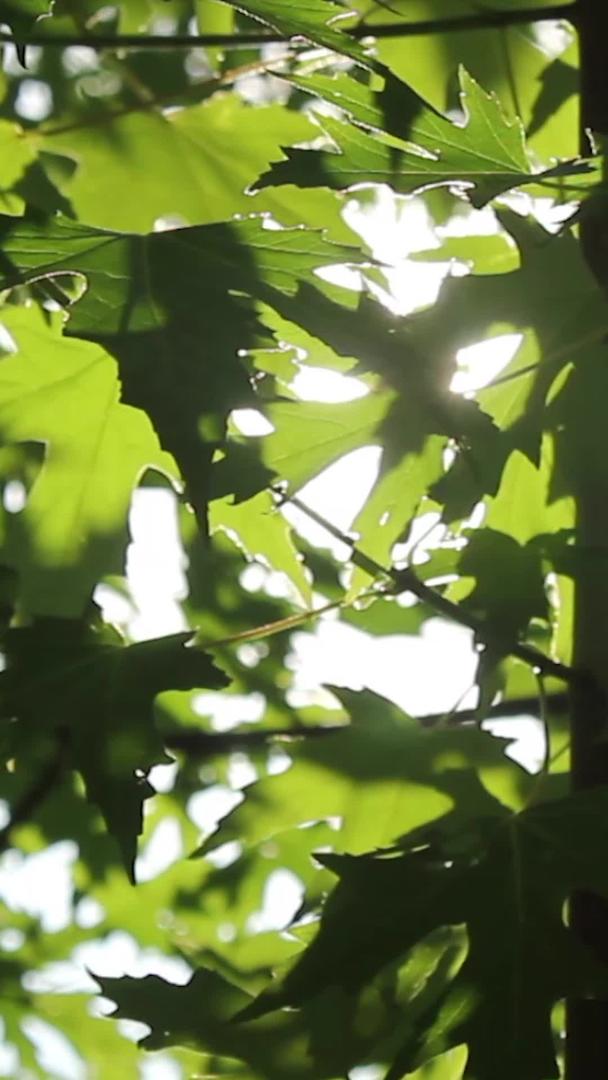 逆光温暖的阳光透过树叶清风吹拂视频的预览图