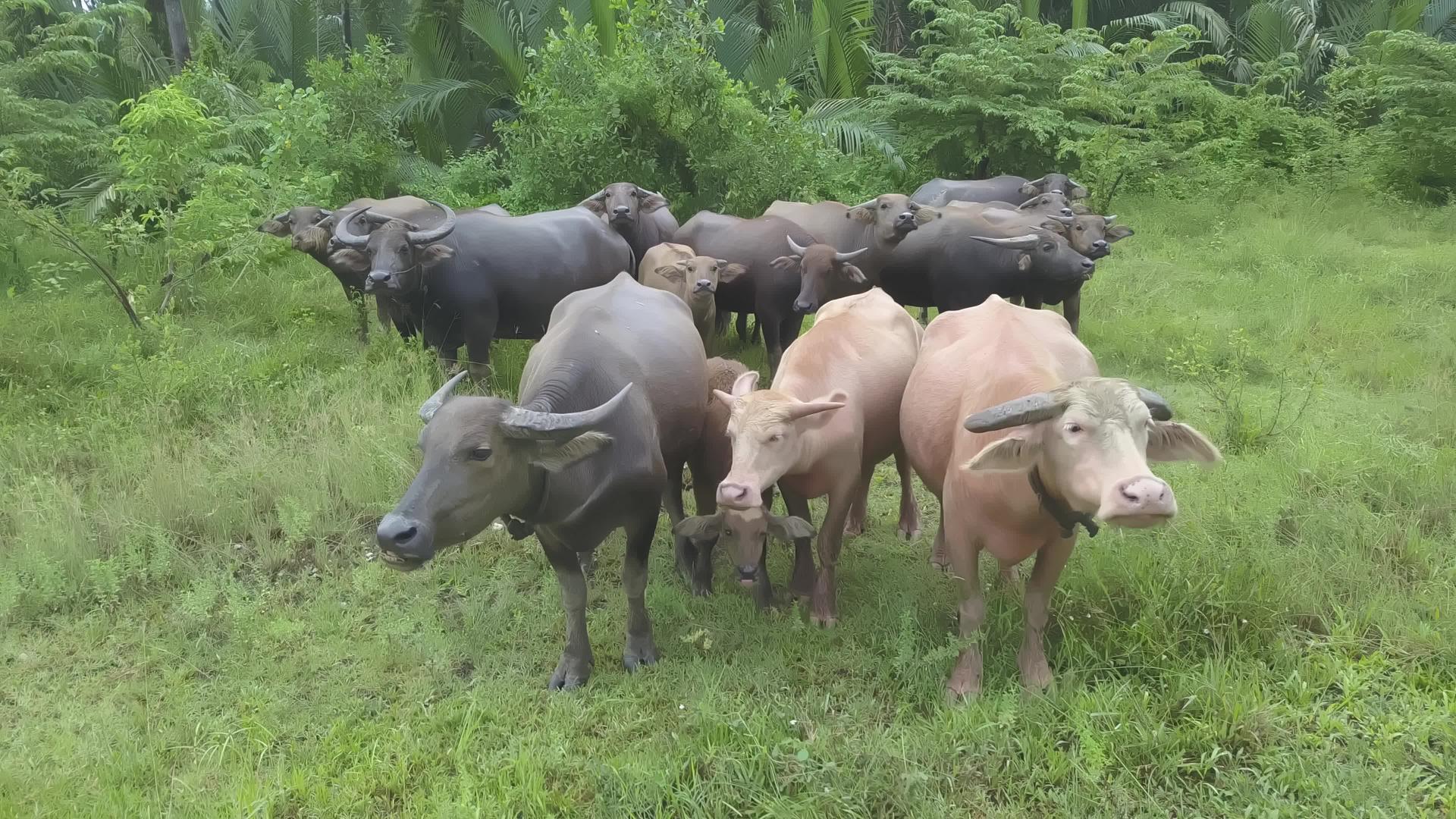黑黑水牛聚集在一起视频的预览图