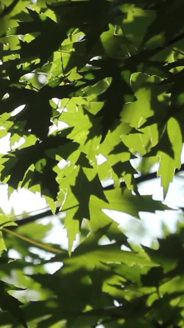 逆光温暖的阳光透过树叶清风吹拂视频的预览图