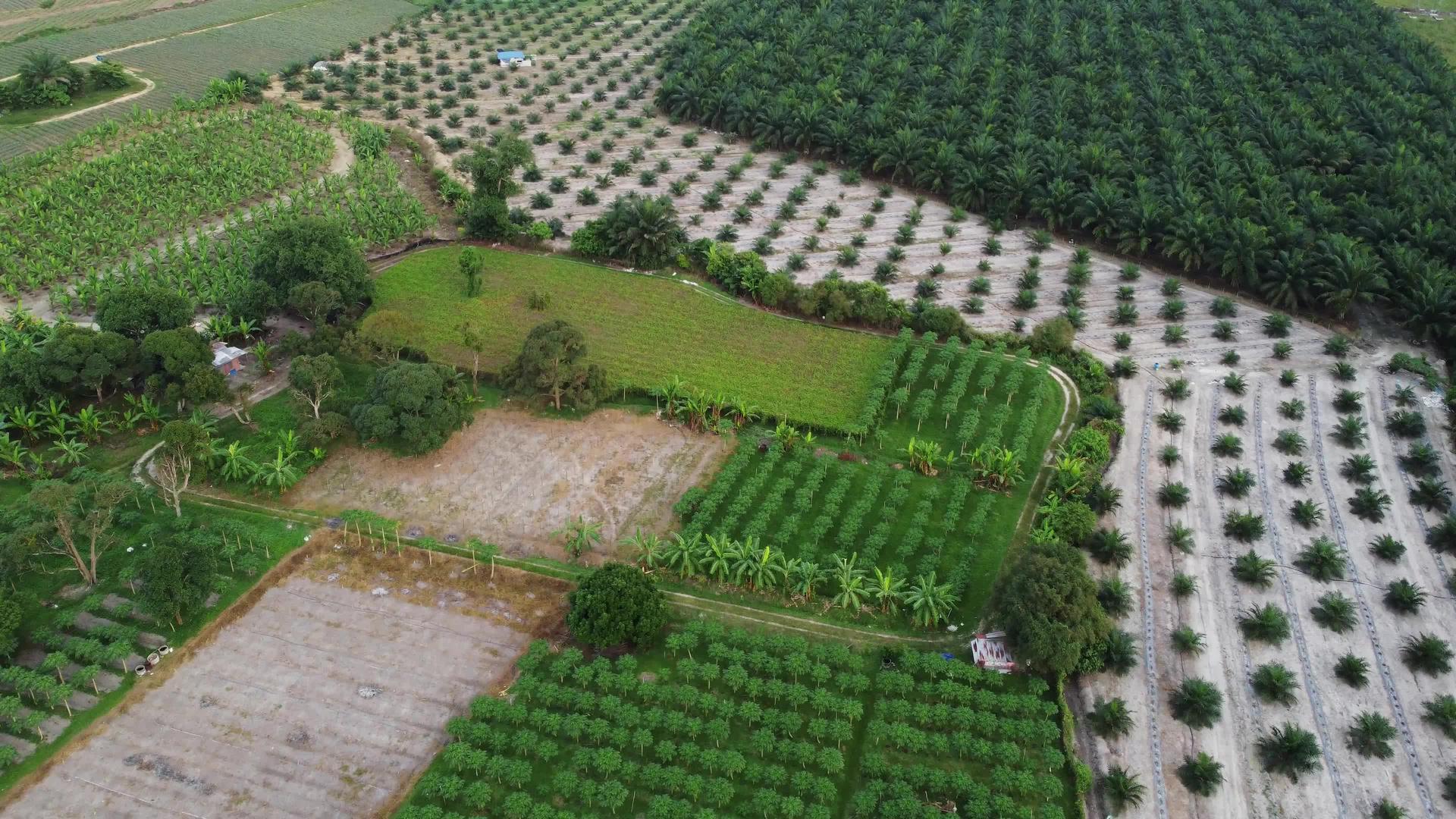 油棕榈种植视频的预览图