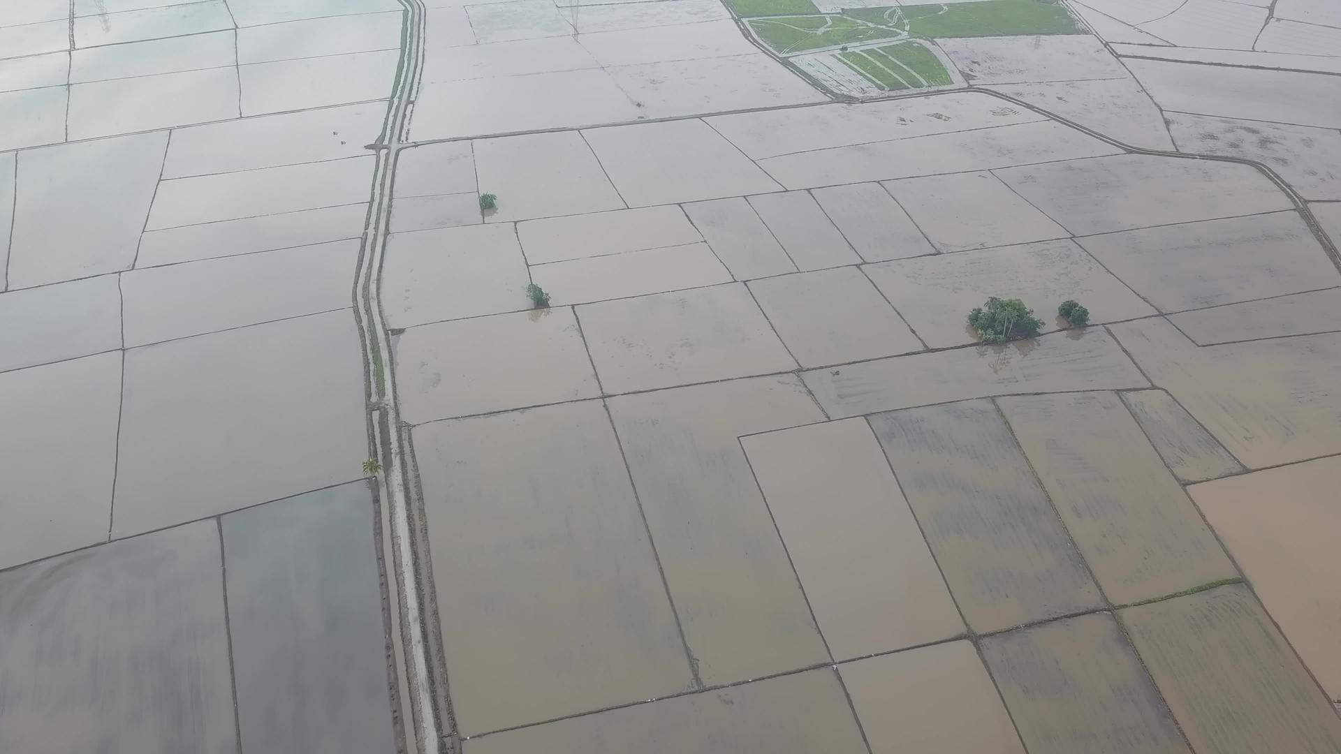 用水观察稻田视频的预览图