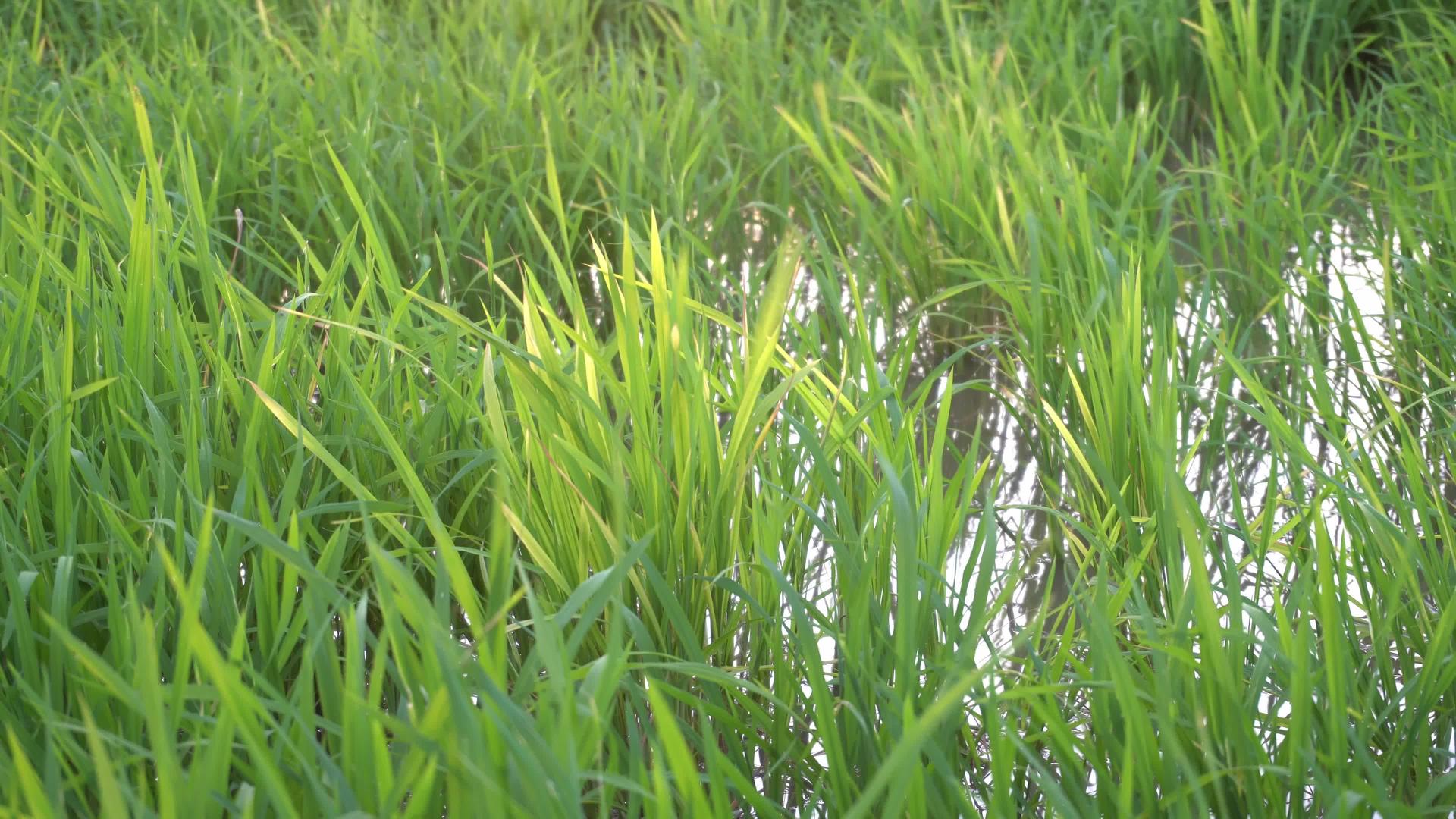 绿地稻田视频的预览图