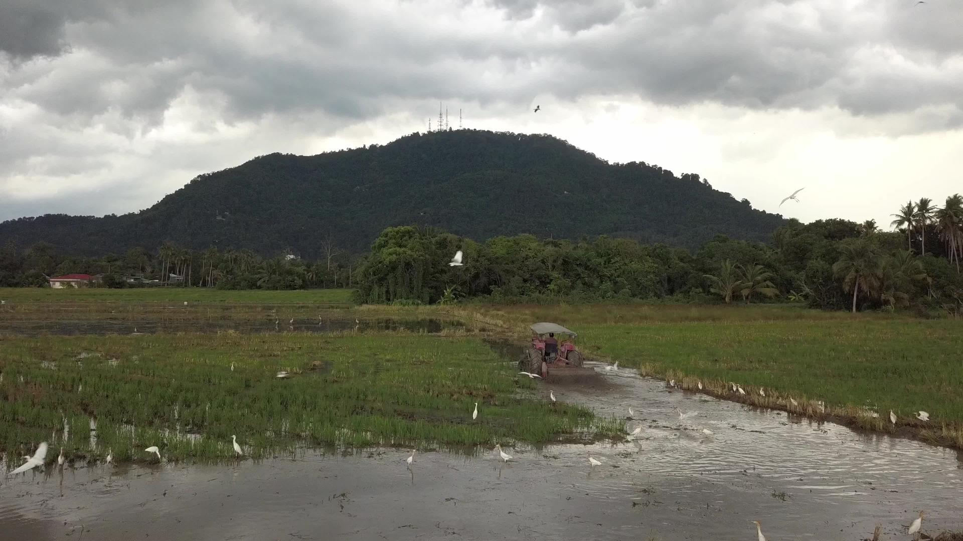 无人驾驶飞机在农耕季节在稻田中航拍红色拖拉机视频的预览图