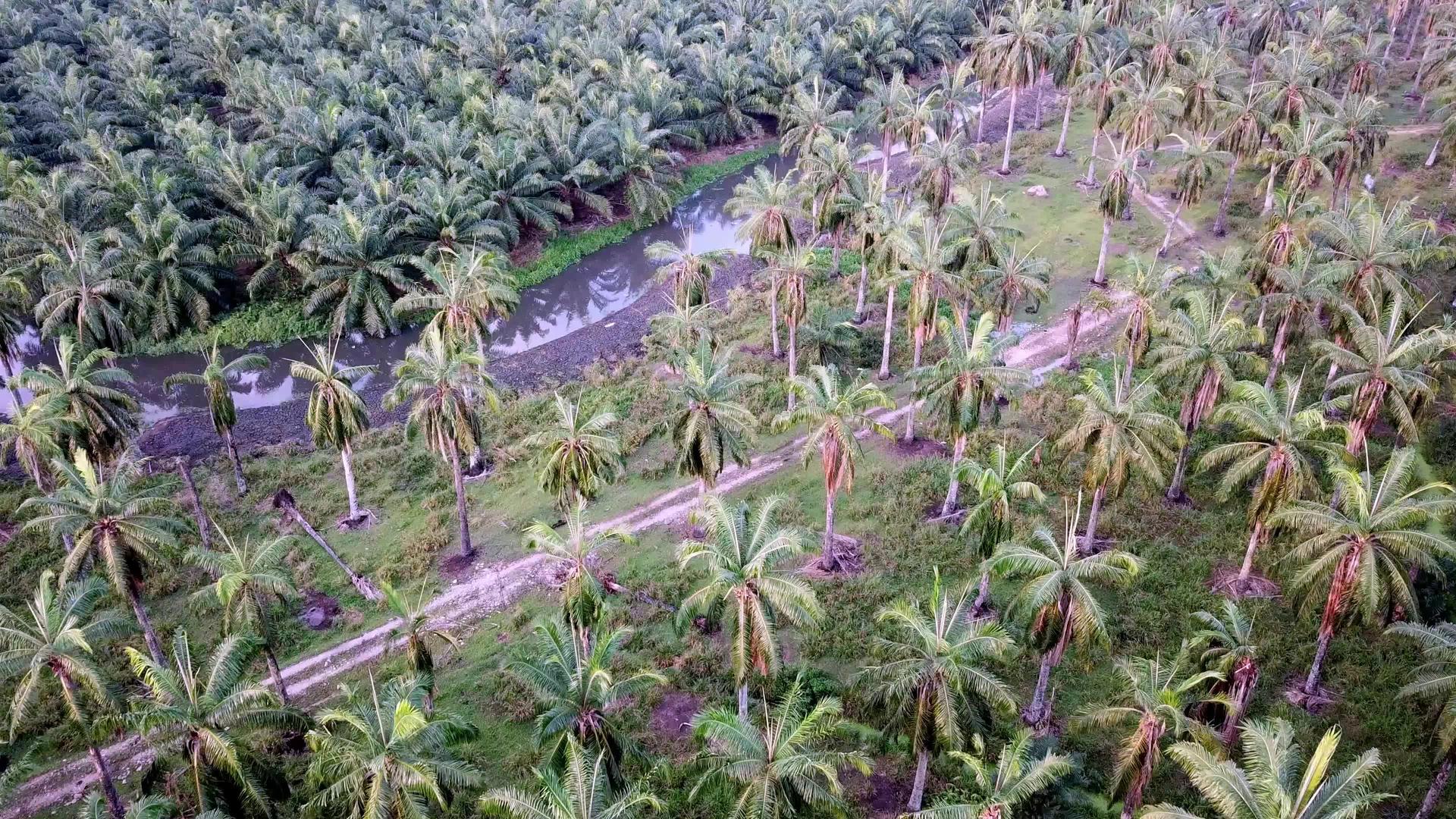 棕榈油椰子种植园视频的预览图