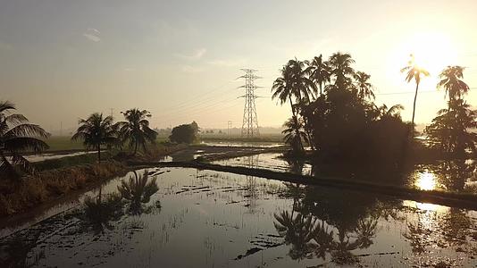在阳光明媚的早晨移动到稻田视频的预览图