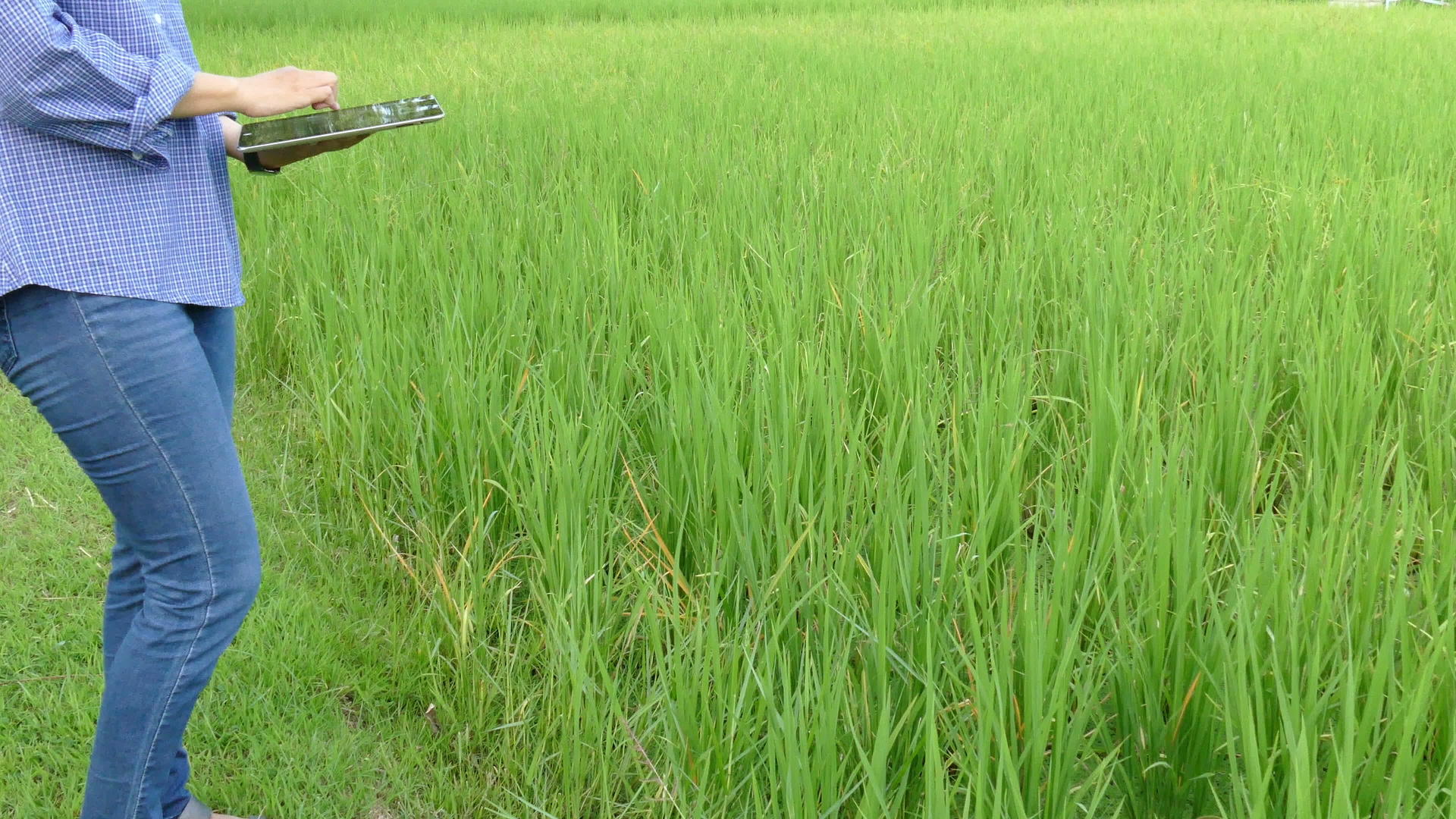 农民使用平板电脑监测有机农场的稻田视频的预览图