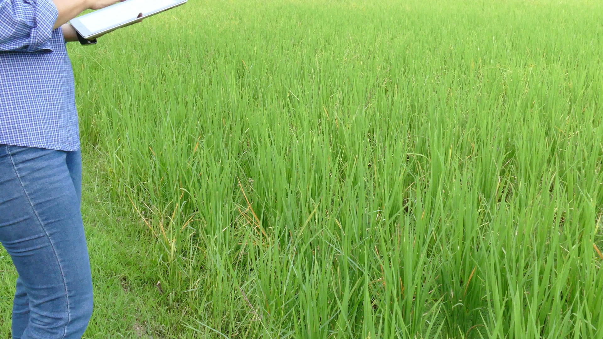 农民使用平板电脑监测有机农场的稻田视频的预览图