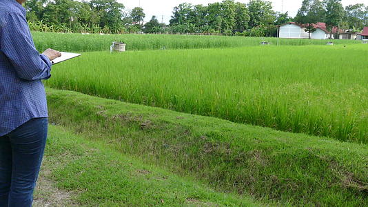 农民使用平板电脑监测有机农场的稻田农业水土管理采用移动应用技术视频的预览图
