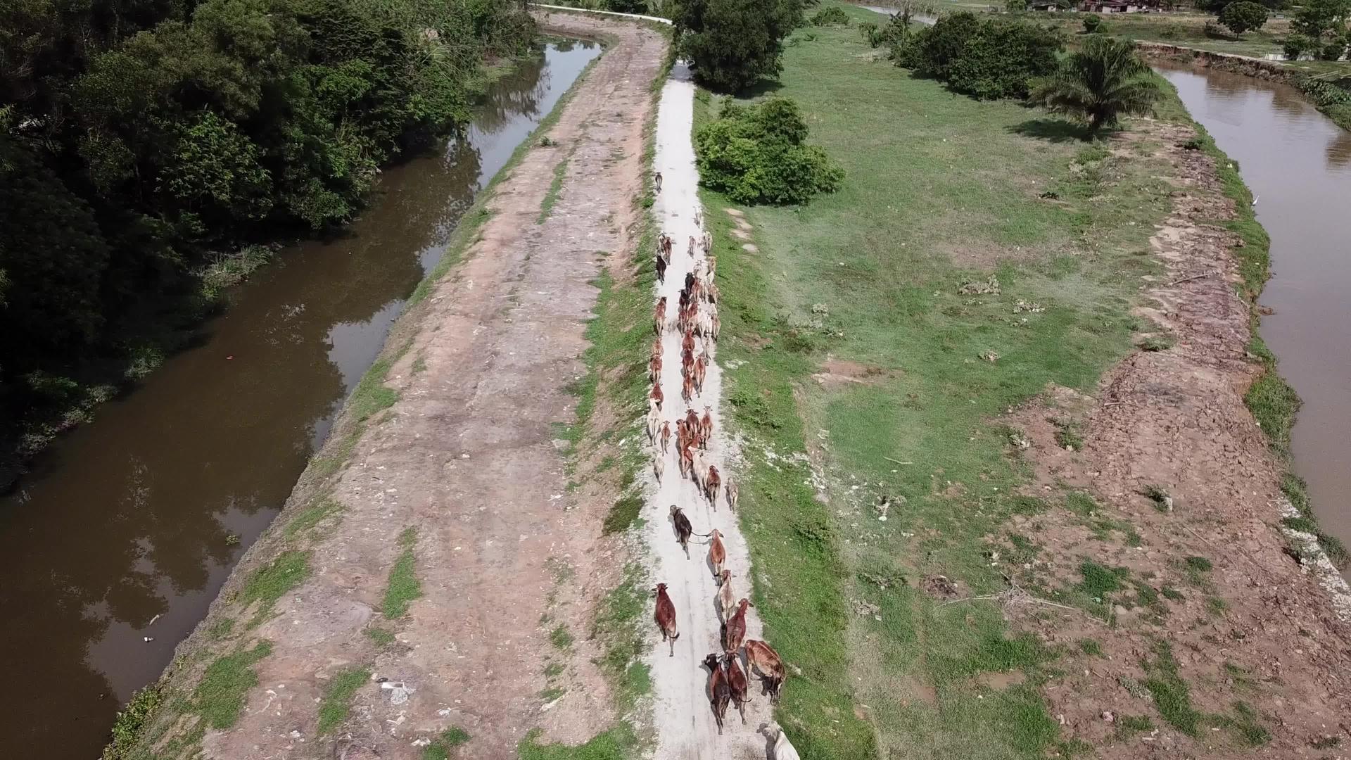 向下看一群奶牛走在农村和农村视频的预览图
