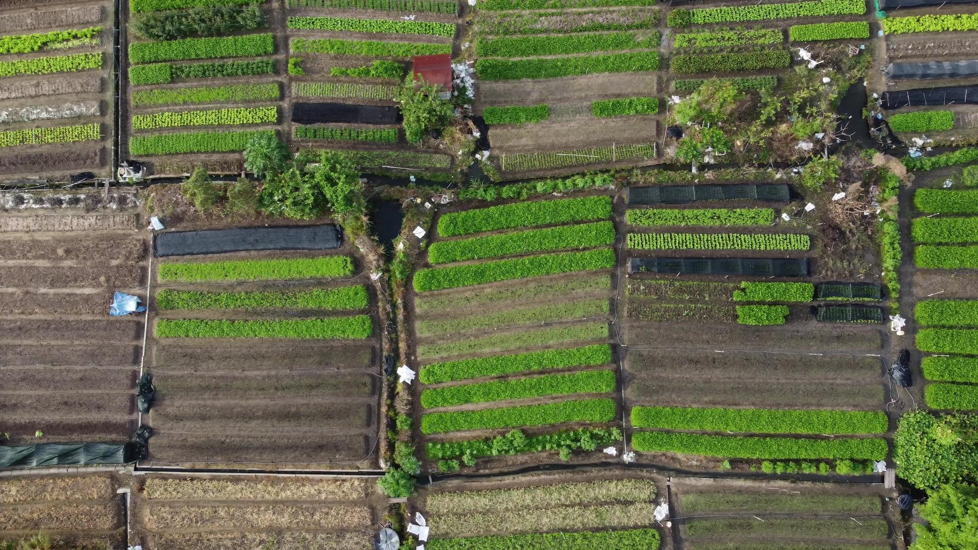 蔬菜农场视频的预览图