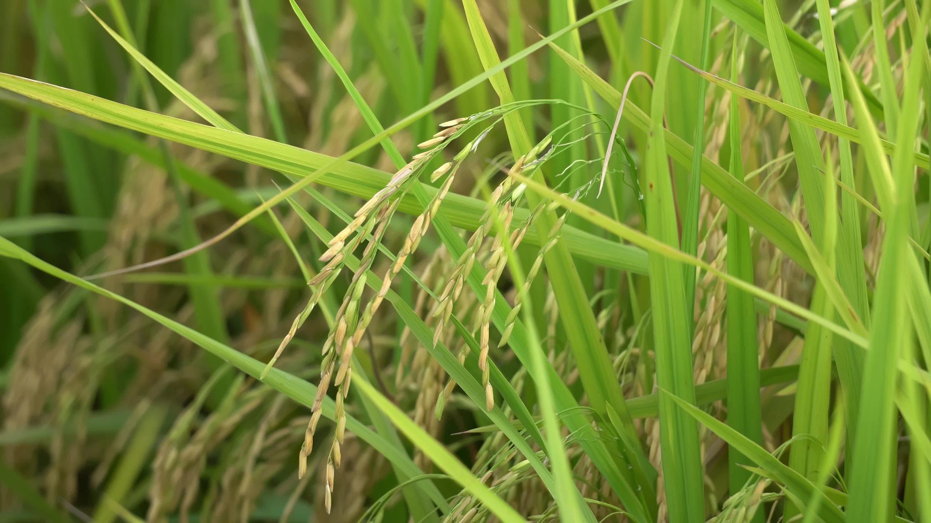 风吹稻田种子视频的预览图