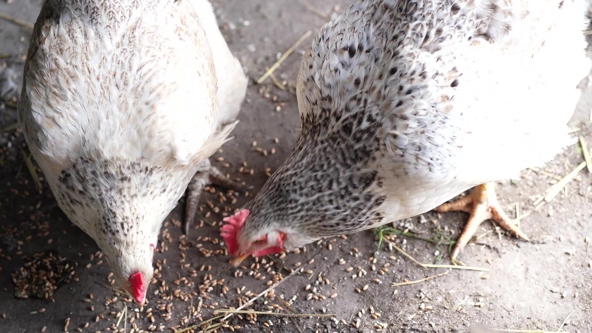 在鸡舍附近吃母鸡棕色的母鸡在鸡舍里吃食物视频的预览图