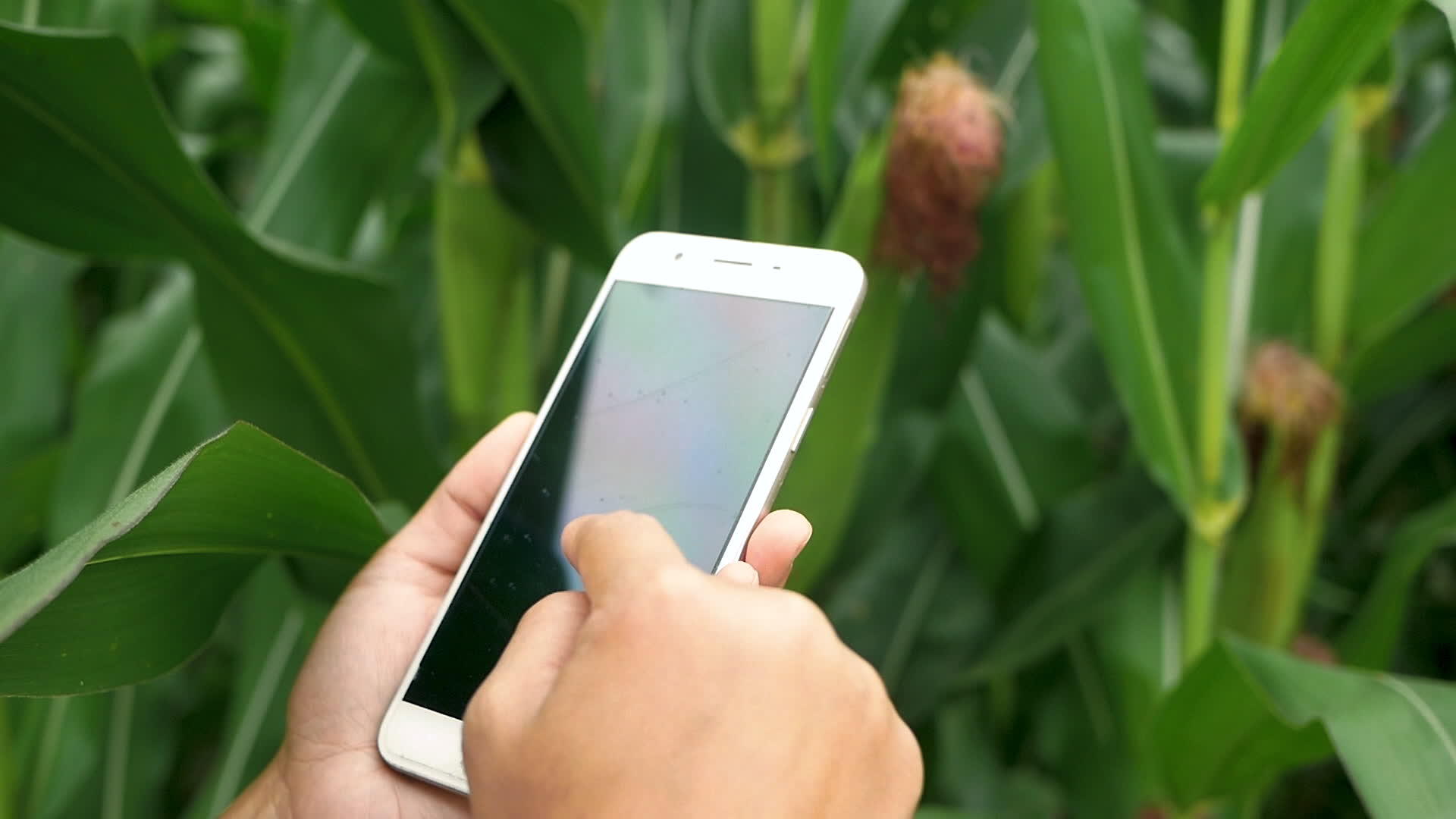 站在玉米田里的年轻女性农民检查农农学家园丁视频的预览图