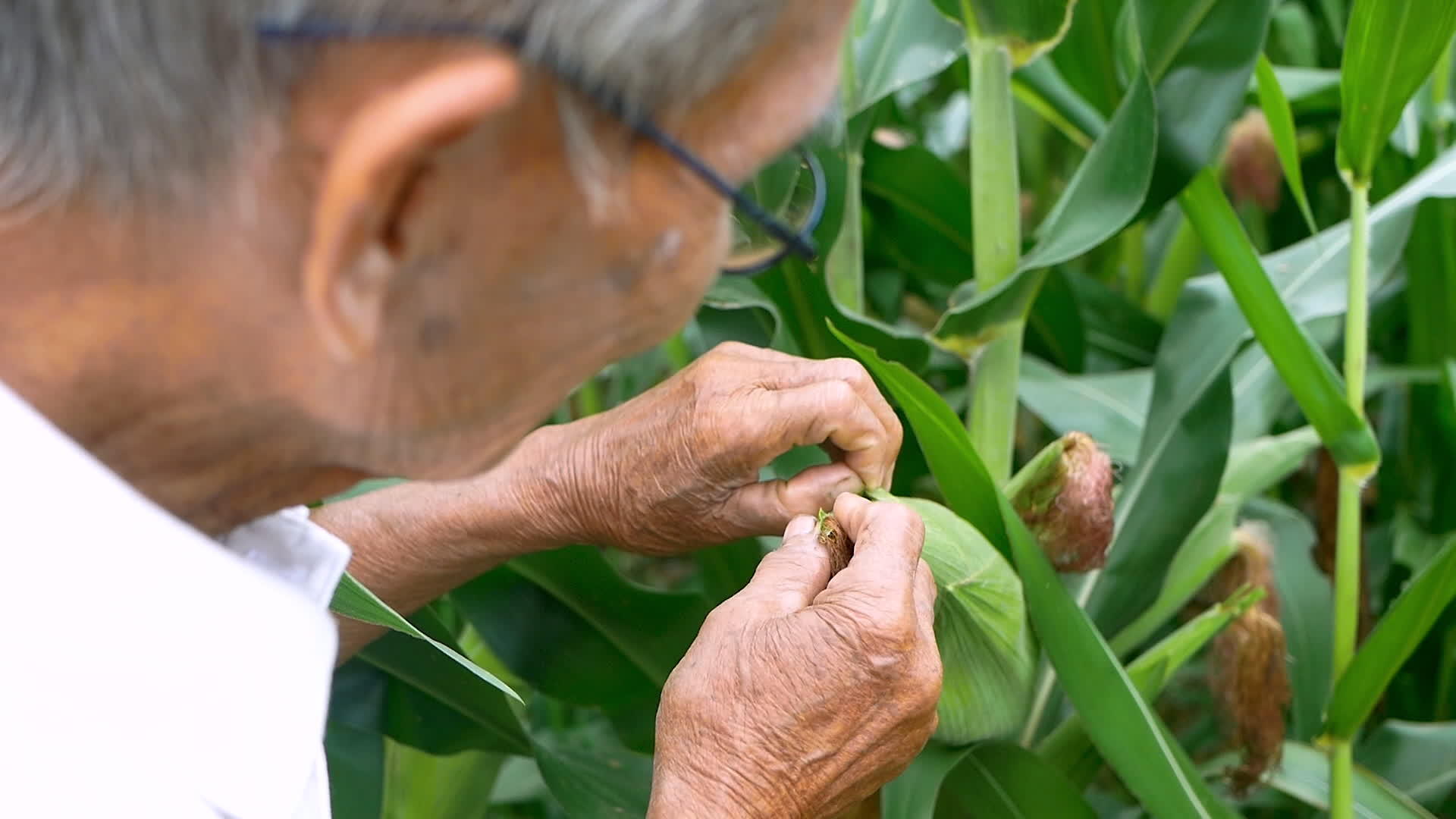 站在玉米田里检查亚洲高级农民的肖像画视频的预览图