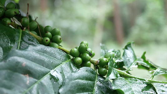 在咖啡枝上检查咖啡豆视频的预览图