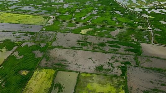 农村种植绿色稻田洪水视频的预览图